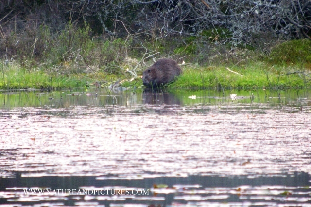 beavers, scotland, aigas, wild-20.jpg - EACH EVENING, WOULD INITIALLY SWIM ACROSS AND FEED AT THE SAME LOCATION